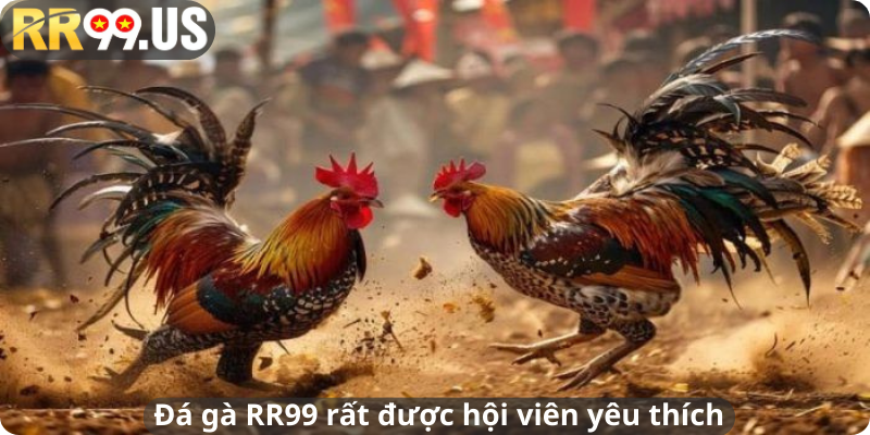 Đá gà RR99 rất được hội viên yêu thích