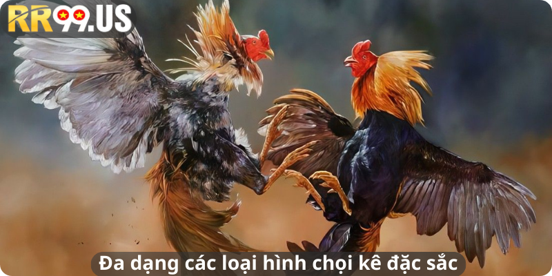Đa dạng các loại hình chọi kê đặc sắc