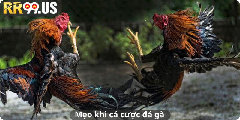 Mẹo khi cá cược đá gà