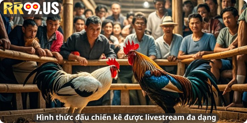 Hình thức đấu chiến kê được livestream đa dạng