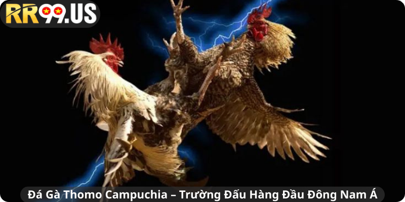 Đá Gà Thomo Campuchia – Trường Đấu Hàng Đầu Đông Nam Á