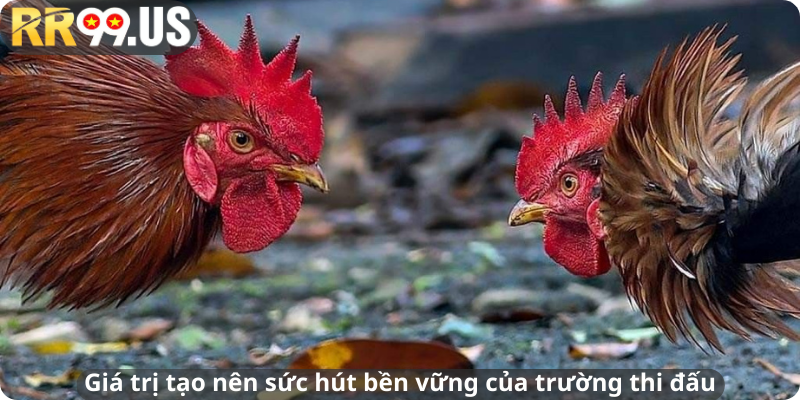 Giá trị tạo nên sức hút bền vững của trường thi đấu