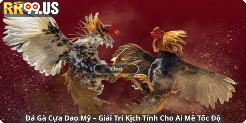 Đá Gà Cựa Dao Mỹ – Giải Trí Kịch Tính Cho Ai Mê Tốc Độ