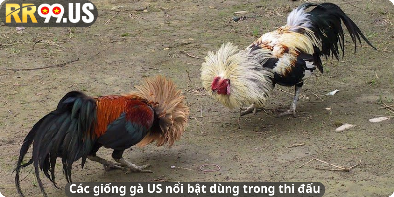 Các giống gà US nổi bật dùng trong thi đấu