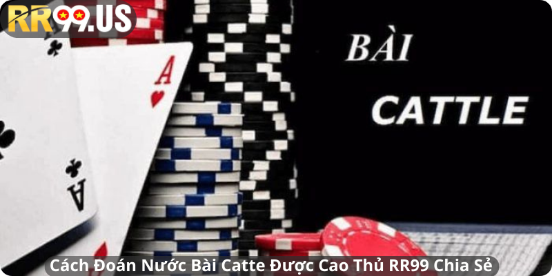 Cách Đoán Nước Bài Catte Được Cao Thủ RR99 Chia Sẻ